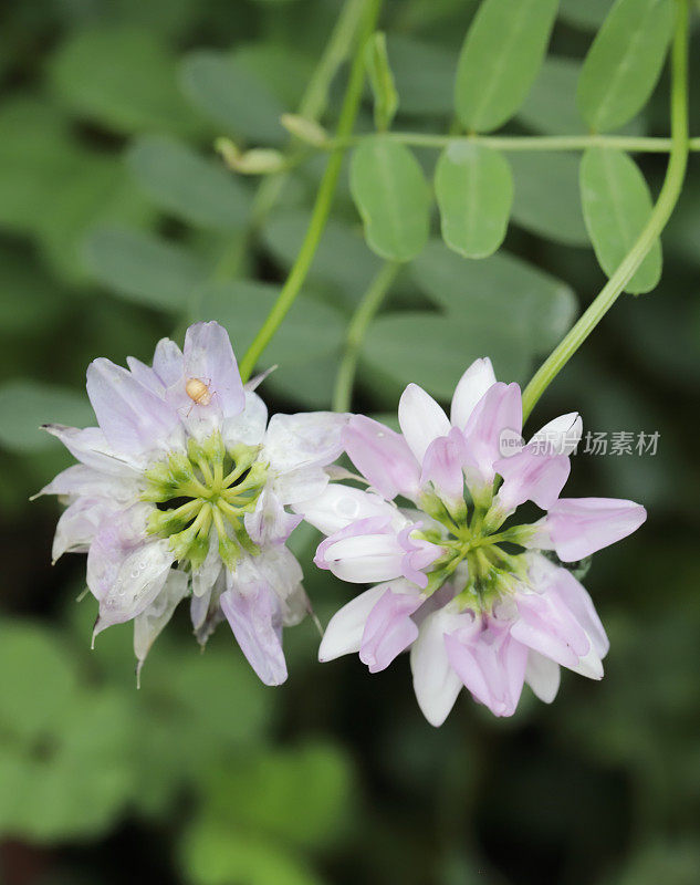 野豌豆(Coronilla varia)